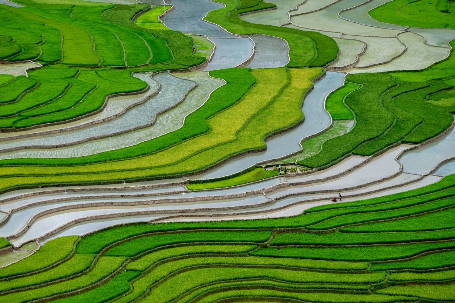 Mu Cang Chai en juillet : la saison verte des rizières avant la vague dorée